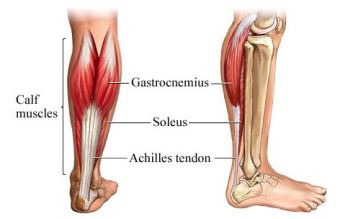 Gastroc-Soleus